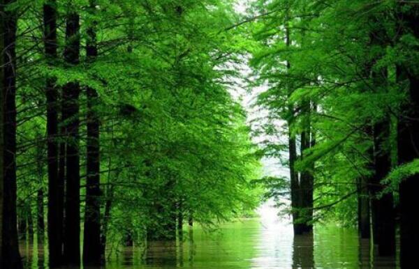 青山湖的水中森林