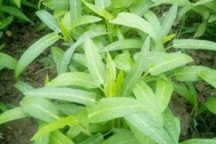 小峰农家乐农家蔬菜三