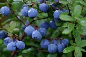 六步山蓝莓