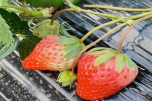 溧水草莓