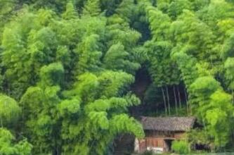 临海这个村庄埋在翠竹中，快来吸氧！