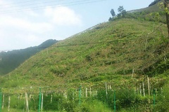 山湾湾农家乐山坡