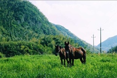 顺星民宿骏马