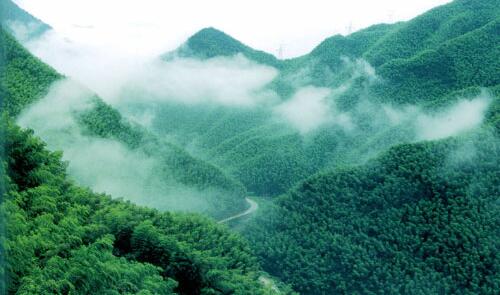 中国大竹海全景