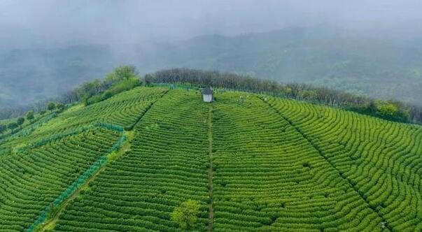 天目湖白茶茶场