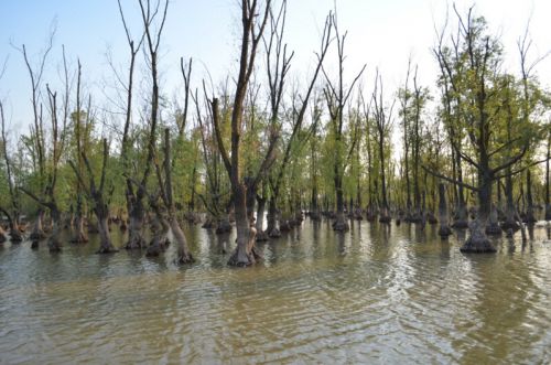 仙山湖水上森林