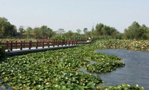 图影生态湿地荷花池