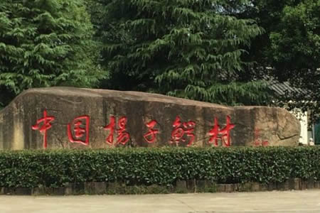 中国扬子鳄村