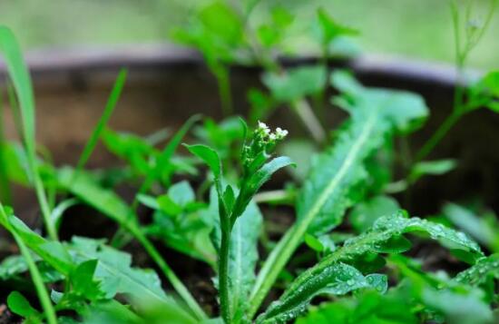 天目湖野生荠菜