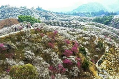 美丽的花海