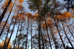 秋的树林