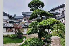 绿意
