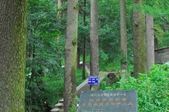 树林