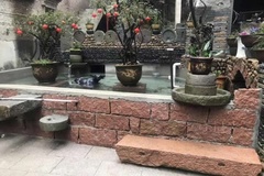 各种盆栽