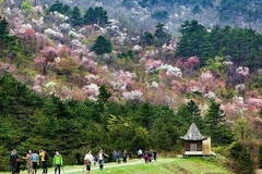 山花浪漫