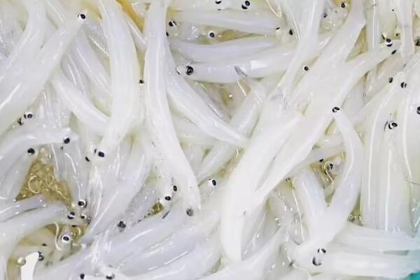鲜活的银鱼