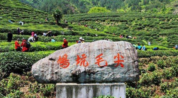 鸠坑毛尖茶茶场
