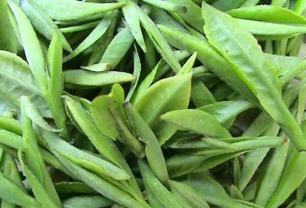 千岛玉叶茶叶
