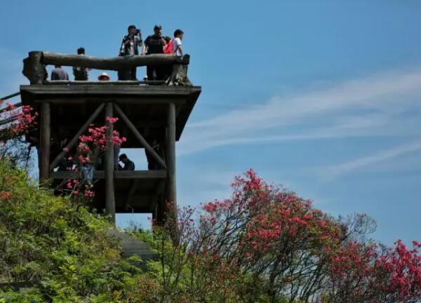 在高姥山赏花