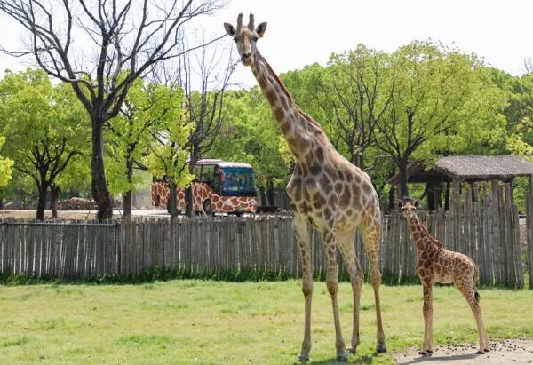 上海野生动物园的长颈鹿