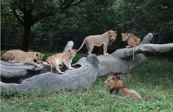 上海野生动物园的狮子