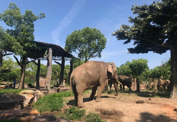 上海野生动物园的大象