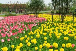 中国花卉植物园