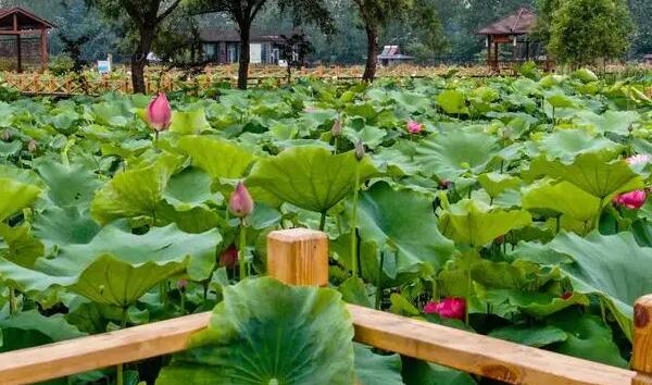 荷仙子风景区碧绿莲叶