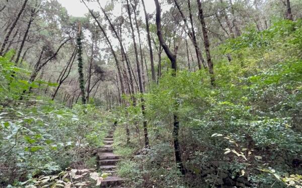 柳埠国家森林公园植被