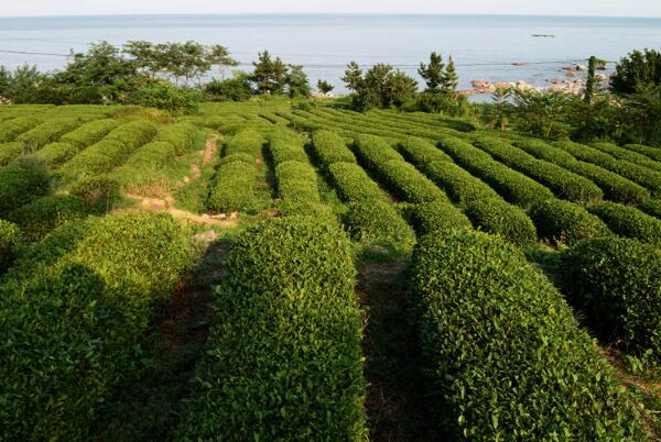 崂山绿茶种植地