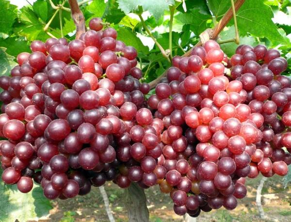 挂在枝头的大泽山葡萄
