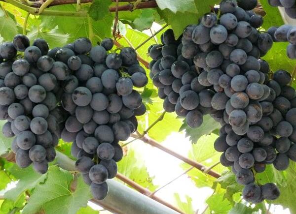 成熟的大泽山葡萄