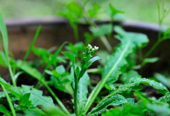 新鲜的荠菜