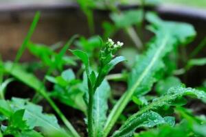 春风过，曹山野菜盛宴悄然开启