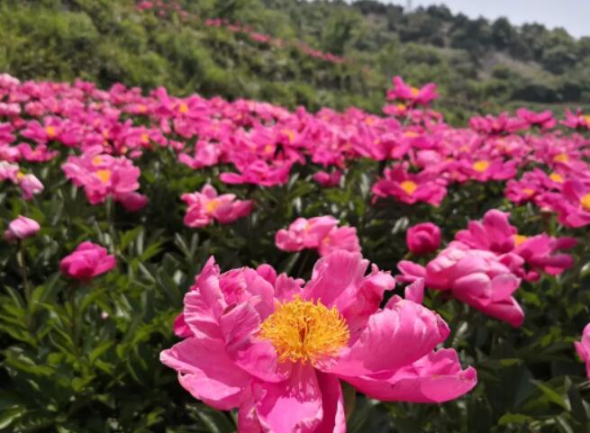 一片芍药花