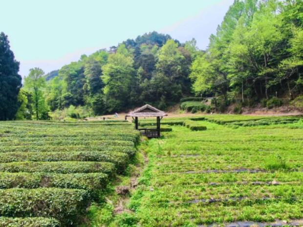 龙川湾茶园