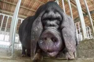 上海崇明独特产物——沙乌头猪