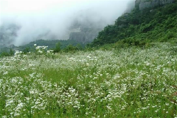 八面山植被