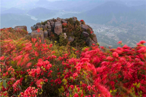 红色杜鹃花