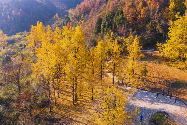 灵山坞银杏