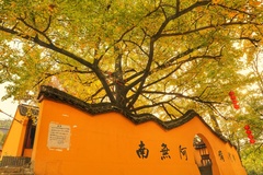 秋季的银杏树