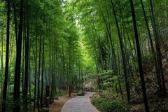 竹海景色