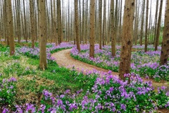 东平森林公园美景