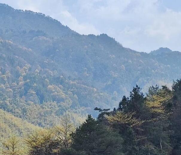 春天的山景