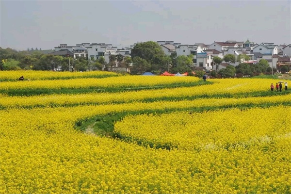 油菜花田