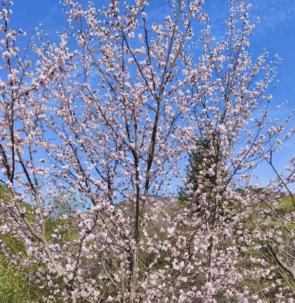 蓝天下的花朵