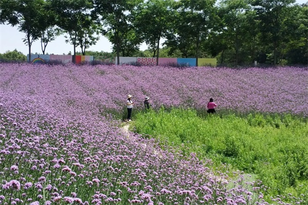 薰衣草