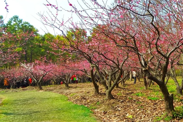 梅花园林