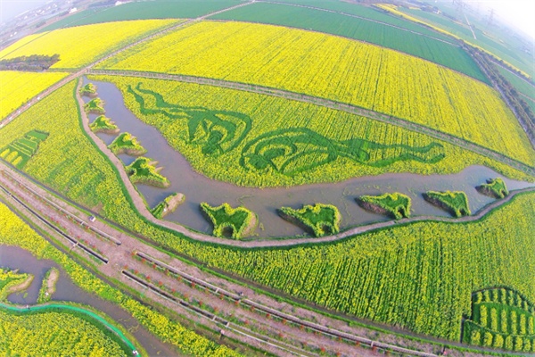 油菜花田