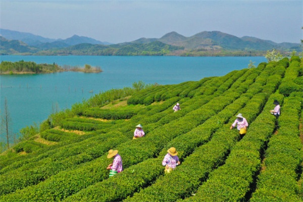 德清茶园